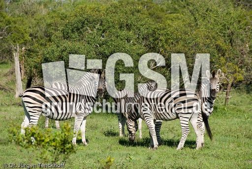 Zebra (17 von 28).jpg